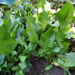 Horse Raddish Plants - Taking Orders Now