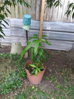 Plantas mango y durano