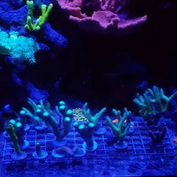 Frag racks