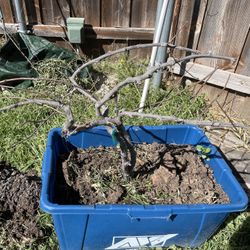 7 Yrs - Organic Grape Vine Tree / Plant
