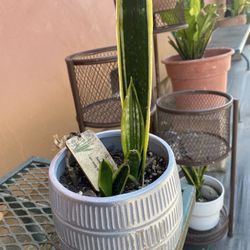 Snake Plant