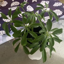 Dwarf Umbrella Tree ( Sheffiera Arboricola)