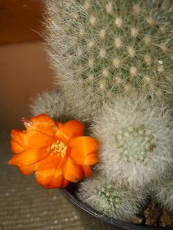 Orange Cactus