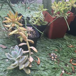 Variety Of Succulents And Cacti, Plastic Pots (plants)