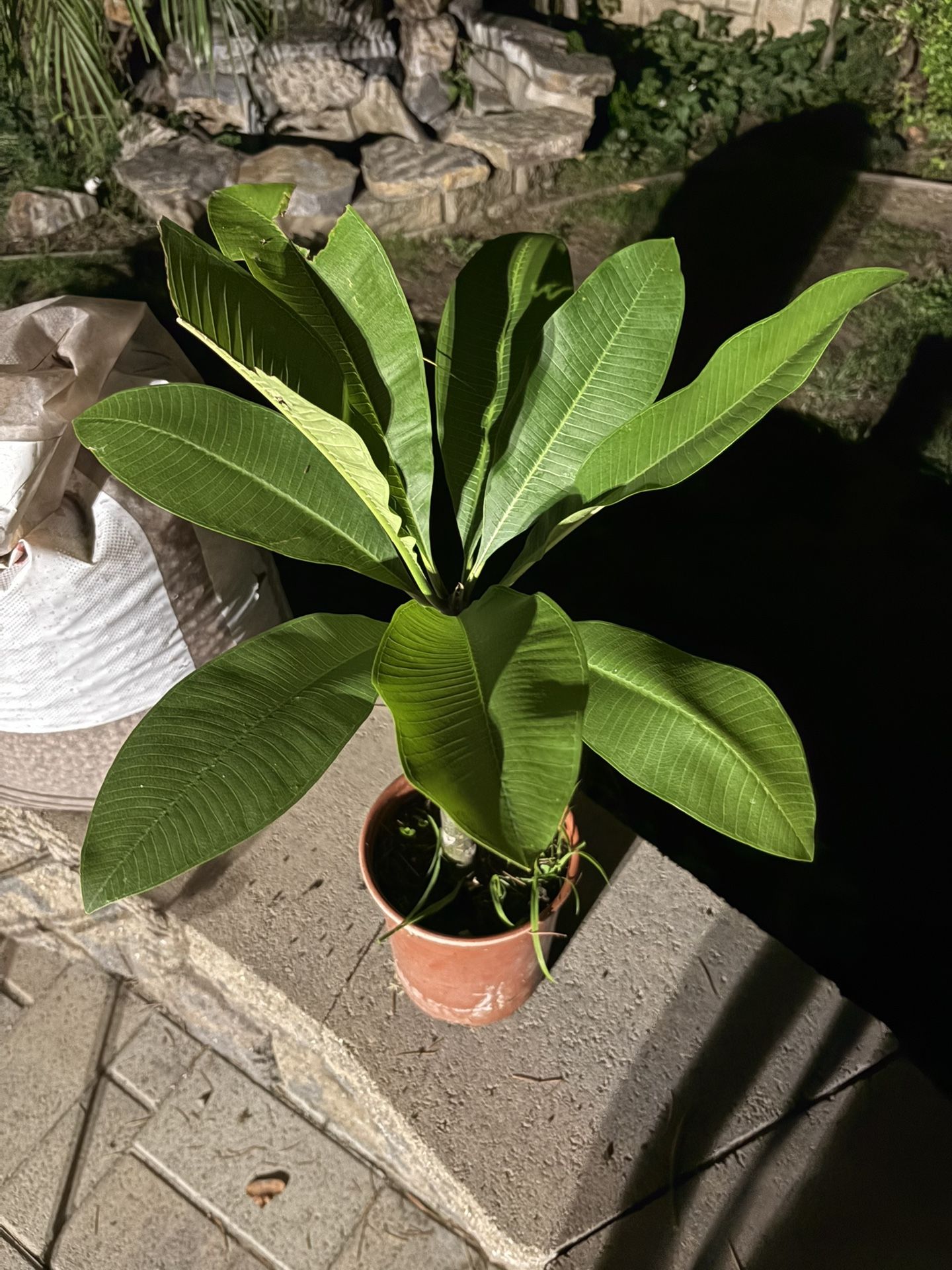 Potted White Plumeria