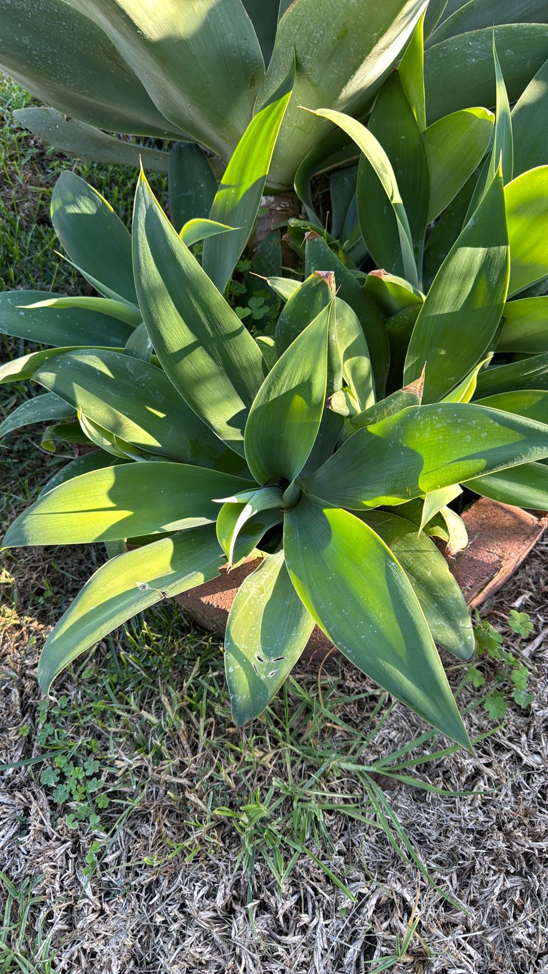 Agave Succulent