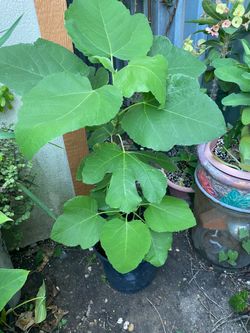 Higuera 🪴. Planta de higos$13