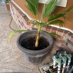 Plant