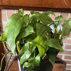 Pothos plant