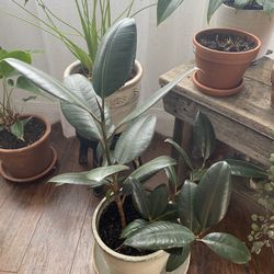 House Plant: Rubber Plant - Ficus Elastica 