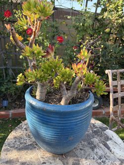 Succulents in blue pit