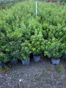 Podocarpus Privacy Plant 3g full size