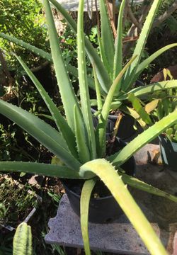 Large Aloe Vera plant in 2 gallon pot