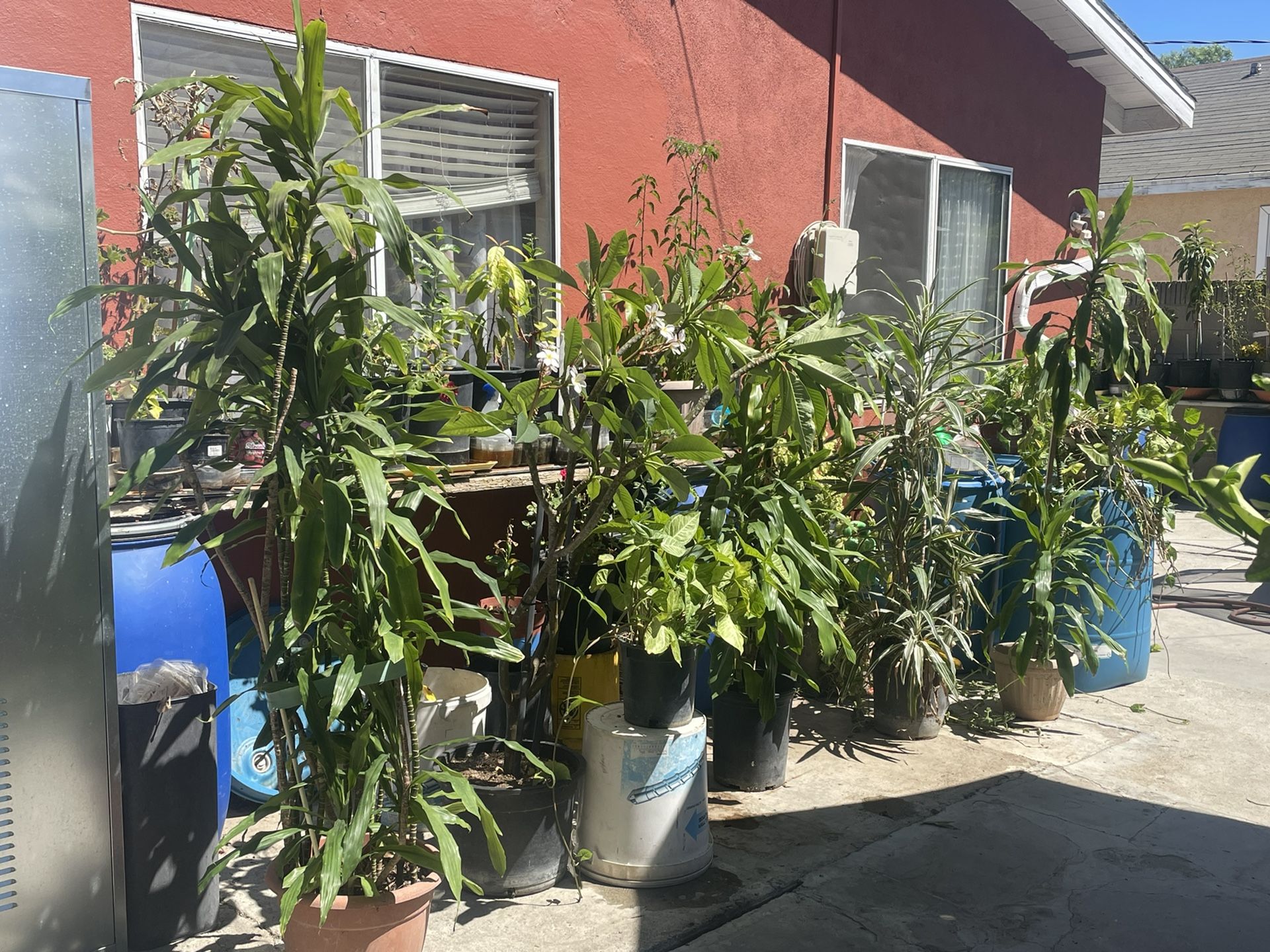 Plants Inside Outside 5”ft Tall