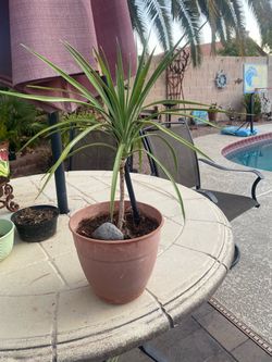 Dracaena Plant or Dragon Tree