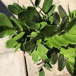 ZZ Plant In 2  Gallon  Pot