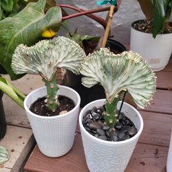 Mermaid Tail Cactus Plant 4" Nursery  Pot$5 each