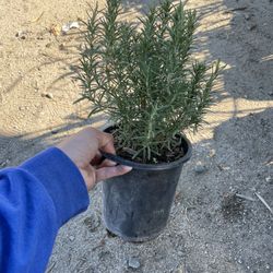Rosemary 1 Gal 