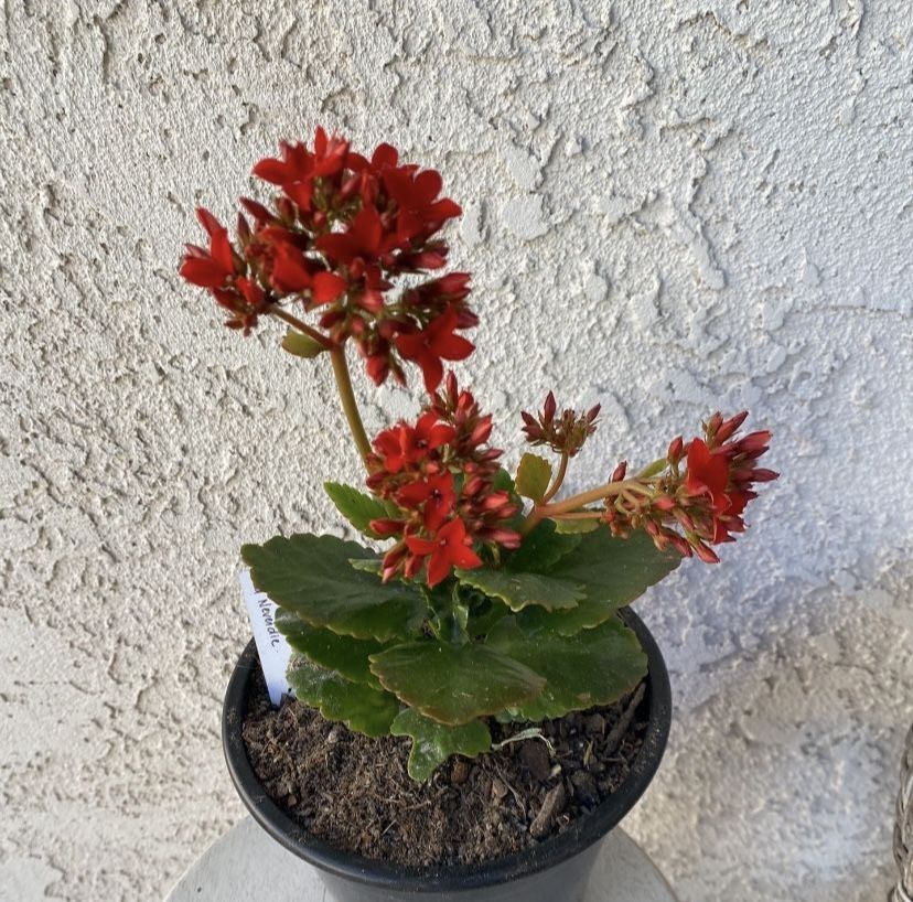 1.5 Gallon Pot Succulent Plant - Kalanchoe Crenata Red - Neverdie - Rooted & Established - Drought Resistant- Indoor / Outdoor plant ๐ธ