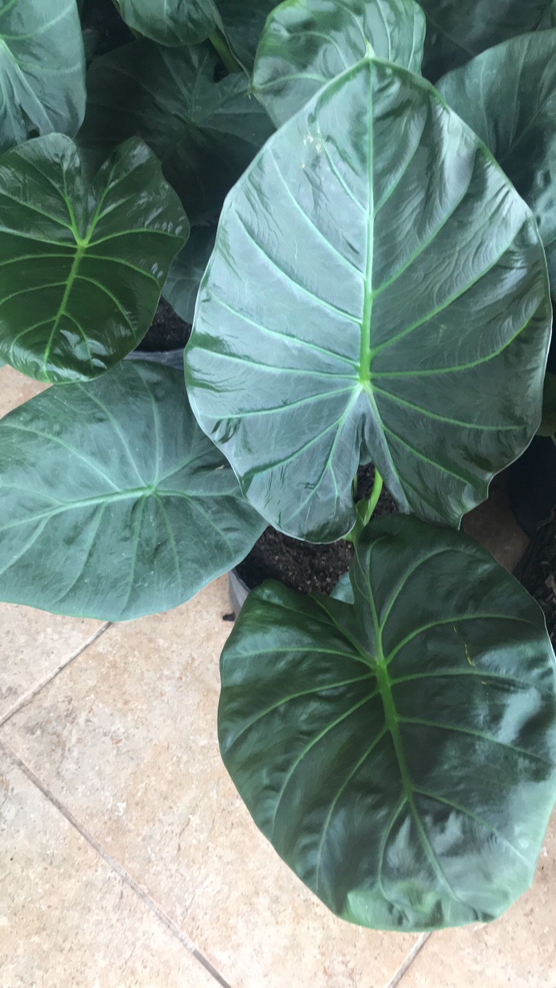 Hermosa Planta De Alocasia !