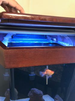 Fish tank