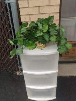 Silk Plant 