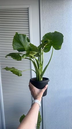 Elephant ear Monstera