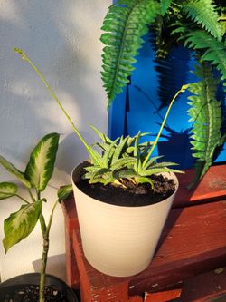 $9 Descoingal Aloe plant 