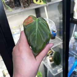 Variegated Mican 