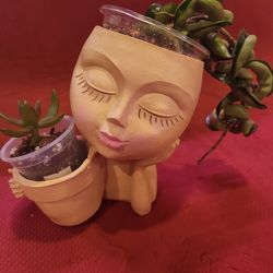 Hoya Compacta Aka Hindu Hoya