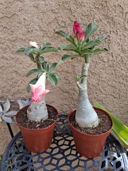 Dessert Rose Plant $30 EACH