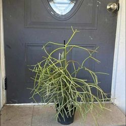 Live Pencil Cactus Available