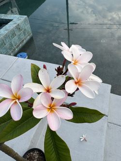 Plumeria