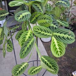 Large Lemon Lime Maranta Prayer Plant $35