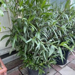 Plant For Sale