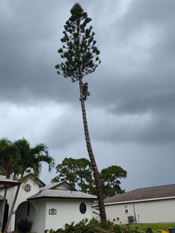 Tree Trim 