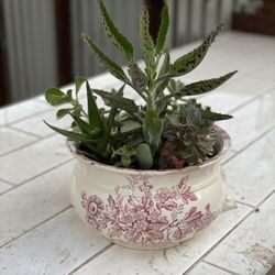 Succulents  In A Ceramic  Pot