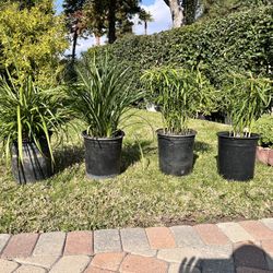 Spring Is Here : Many Different Varieties Of Plants