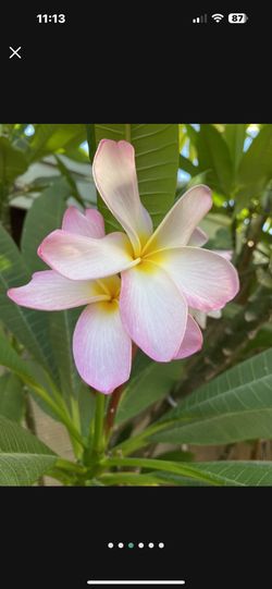 Plumeria Season Pink and White plumerias 