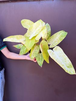 6” xl philodendron painted lady