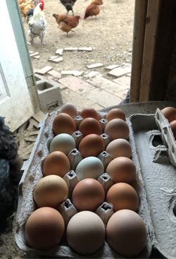 Eggs $5/dozen or $7 for 1 dozen and half