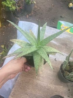 Suculenta 🪴planta natural$5