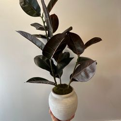 25" Faux Rubber Plant with ceramic pot