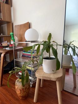 Dracaena Corn Plants