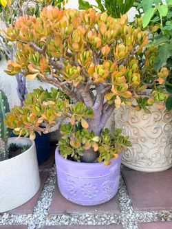 Jade plant