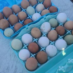 Fresh Eggs