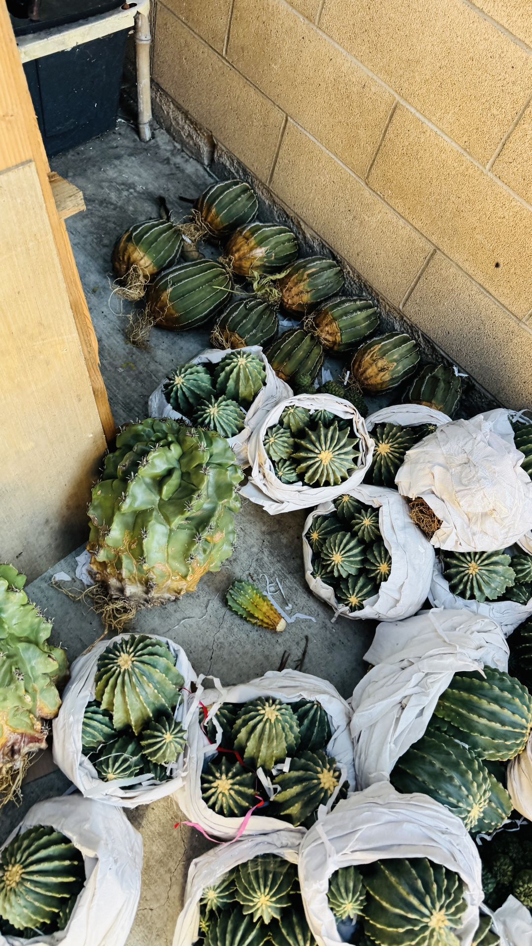 $30 Up To Cactus On Sale 