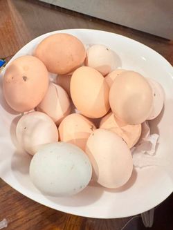 Free Range Chicken eggs