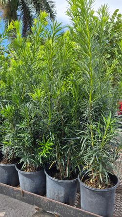 Podocarpus Plants 3 feet Tall Measurements Over The Pot. Privacy hedge