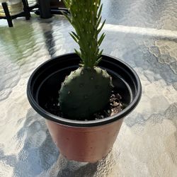 Baby Cactus 